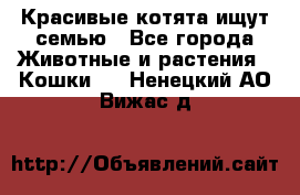 Красивые котята ищут семью - Все города Животные и растения » Кошки   . Ненецкий АО,Вижас д.